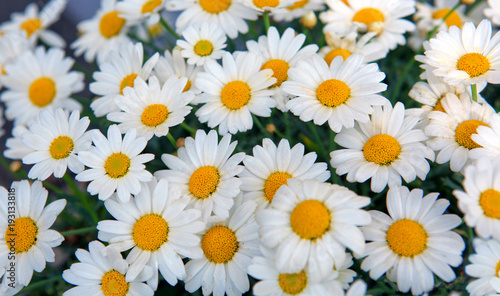 Macro of white daisies flowers.