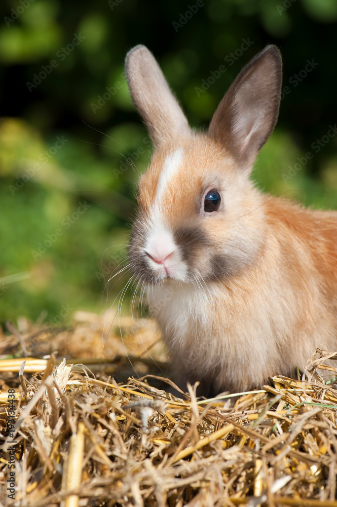 Fototapeta premium Junges braunes Zwergkaninchen sitzt auf Stroh