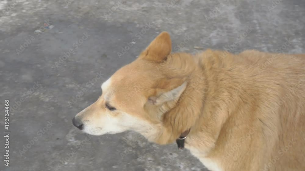Lost Red dog with collar looking for a host in a crowd of people. Red dog with a collar Lost Red dog with collar looking for a host in a crowd of people. Red dog with a collar