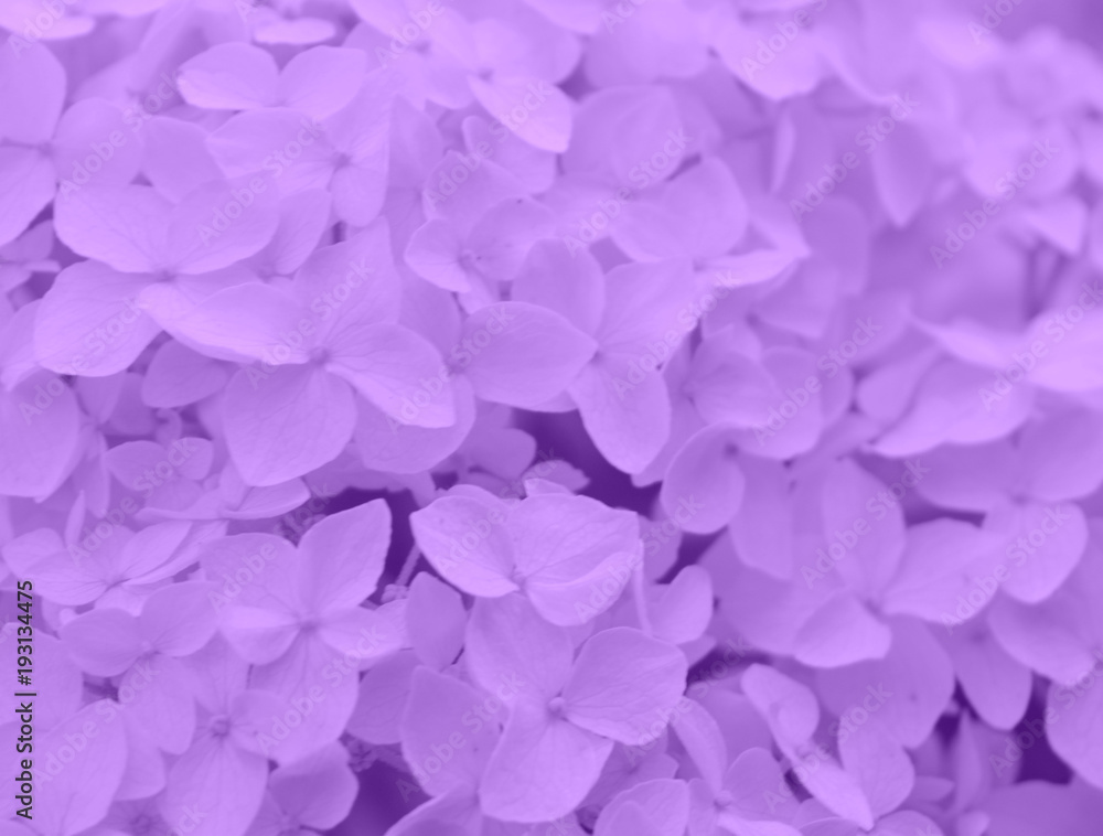 Fototapeta premium tender light purple flowers hydrangeas, texture, background