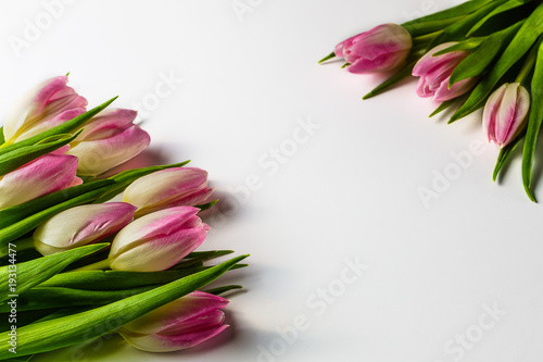 Fototapeta Naklejka Na Ścianę i Meble -  Pink tulips  on white background.