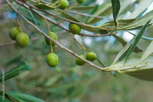 Close up olives from Italian plantation