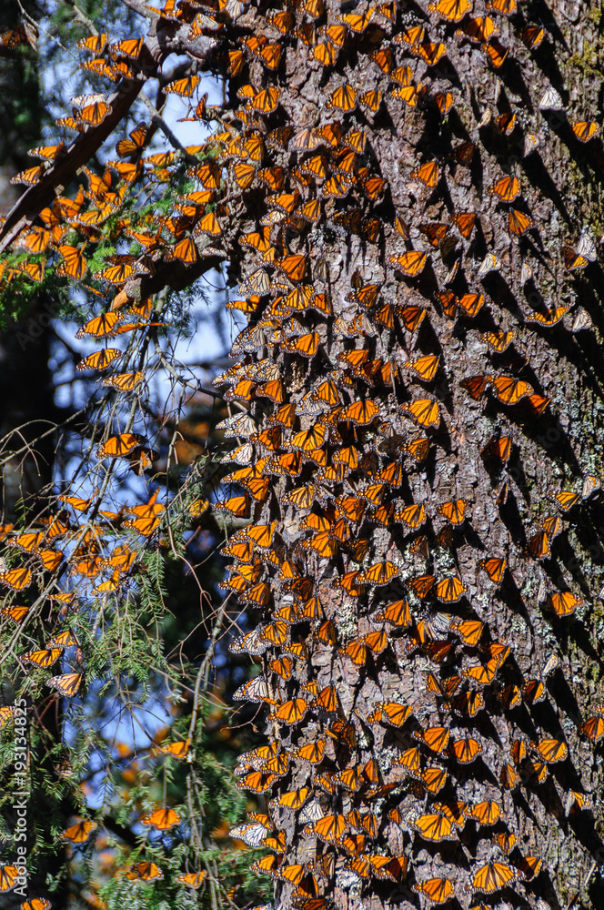 Fototapeta premium Monarch Butterfly Biosphere Reserve, Michoacan, Mexico