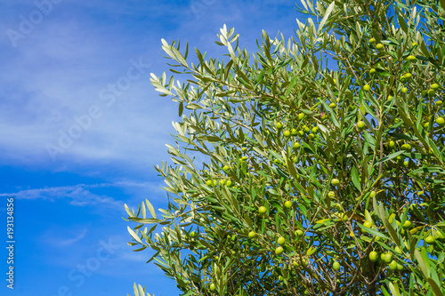 Wallpaper Mural Close up olives from Italian plantation Torontodigital.ca