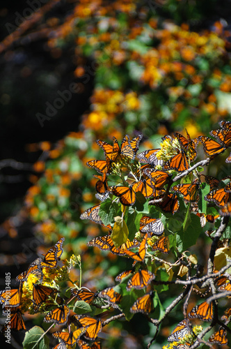 Obraz na płótnie Monarch Butterfly Biosphere Reserve, Michoacan, Mexico w salonie