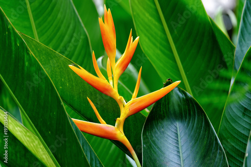 The Heliconia flower with leafs 