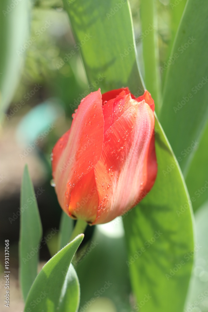 Naklejka premium Tulipan