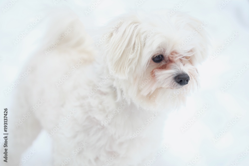 Italian Maltese dog on winter street in the snow Italian Maltese dog on winter street in the snow
