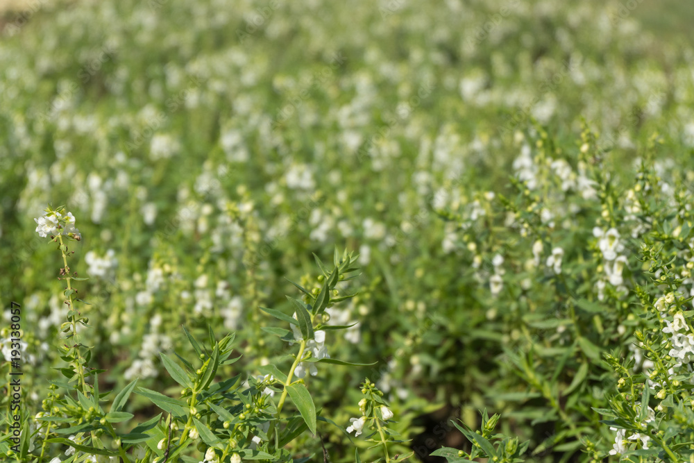 White flower blooming in the garden. Shallow depth of field White flower blooming in the garden. Shallow depth of field
