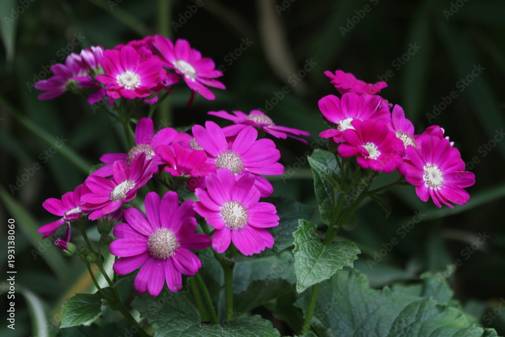 Fototapeta premium Close up Blooming Bright Pink Flower, Daisy flower