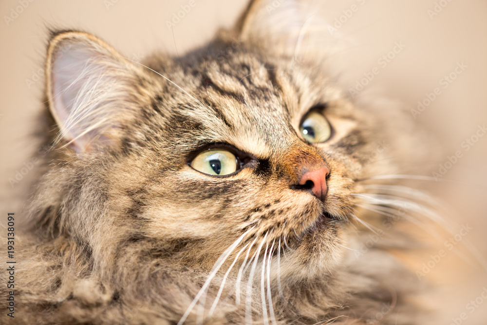 Portrait of a furry cat Maine Coon