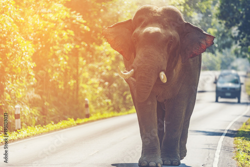 Wild Asian elephant on the ...