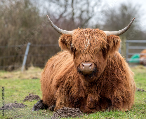 Scottish cow