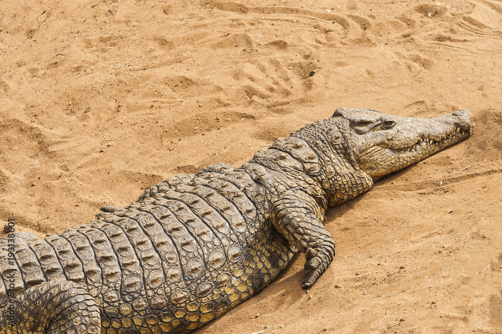 Fototapeta premium Wild animal crocodile