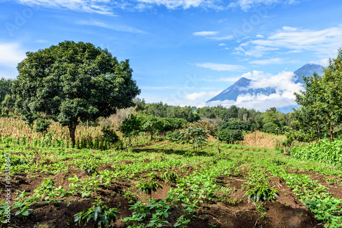 Farmland in highlands of Guatemala  Central America. Fuego volcano   Acatenango volcano in background.
