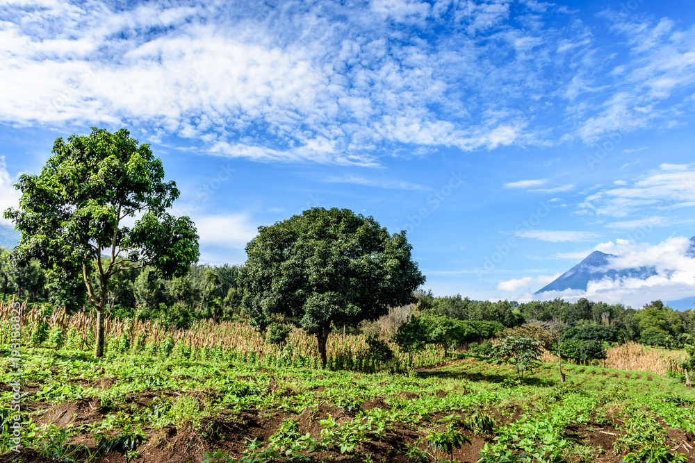 Farmland in highlands of Guatemala, Central America. Fuego volcano in background.