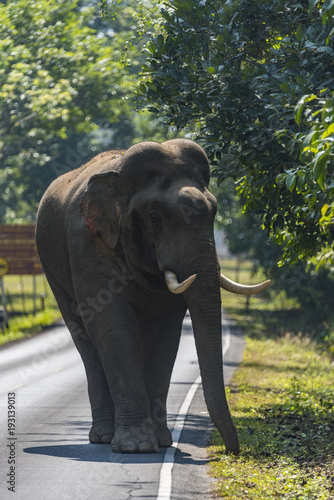 wildlife, Asian elephant walking on the road at Khao Yai National Park, Thailand © chokniti