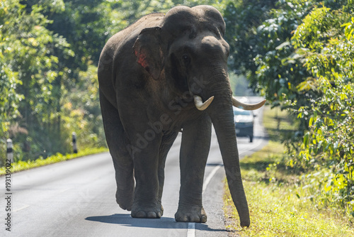 wildlife, Asian elephant wa...