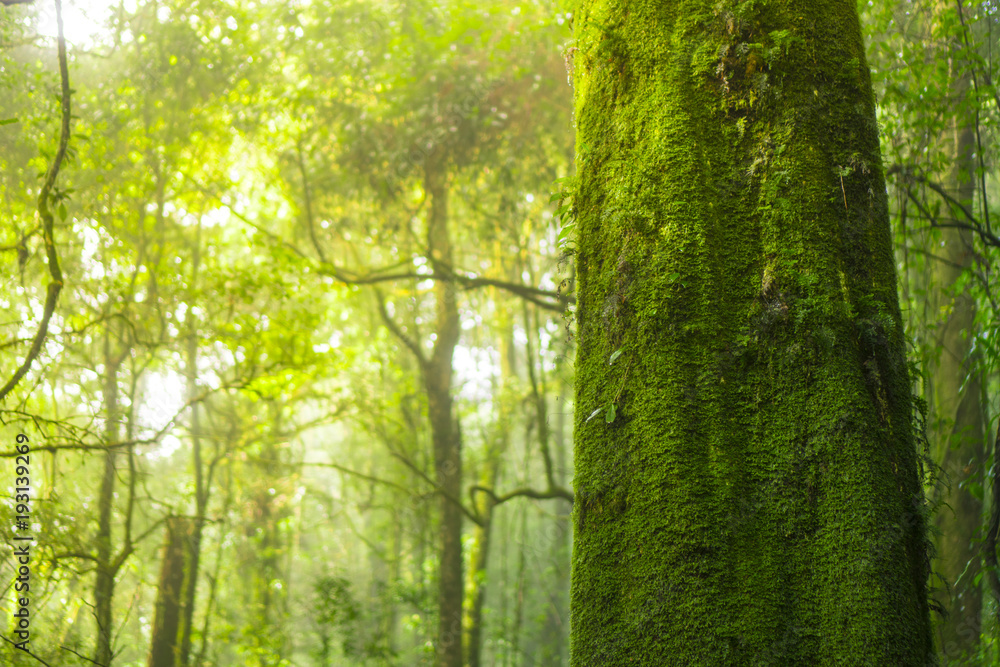 Fototapeta premium in to the wild, forest in Inthanon national park, Thailand