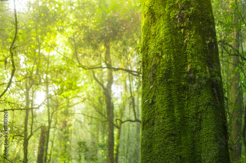 in to the wild, forest in Inthanon national park, Thailand