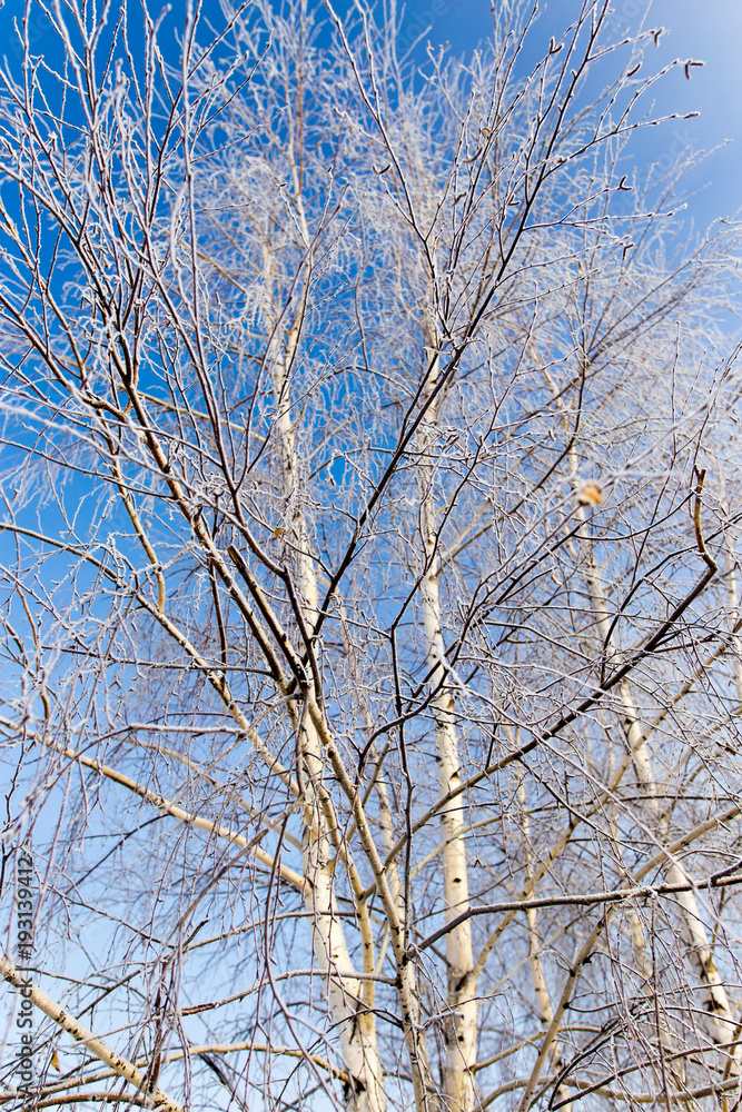 White birch branches in winter against a blue sky