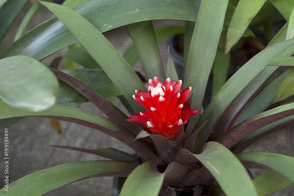 Obraz premium Bromeliad / Bromeliad High-angle shooting natural backdrop