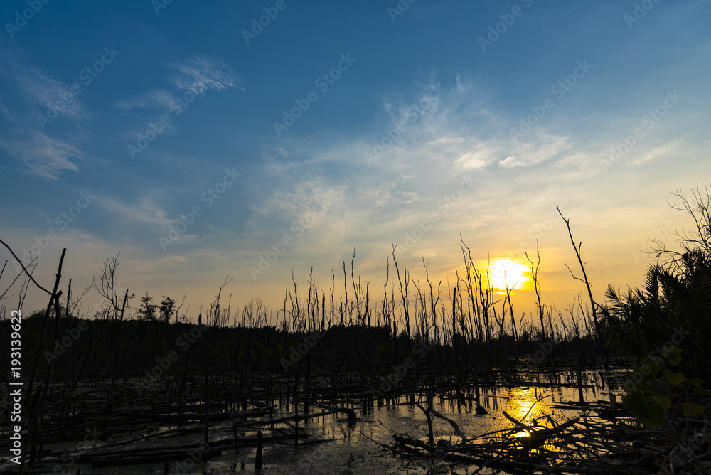 sunset over the mangrove forest, tropical view in Thailand