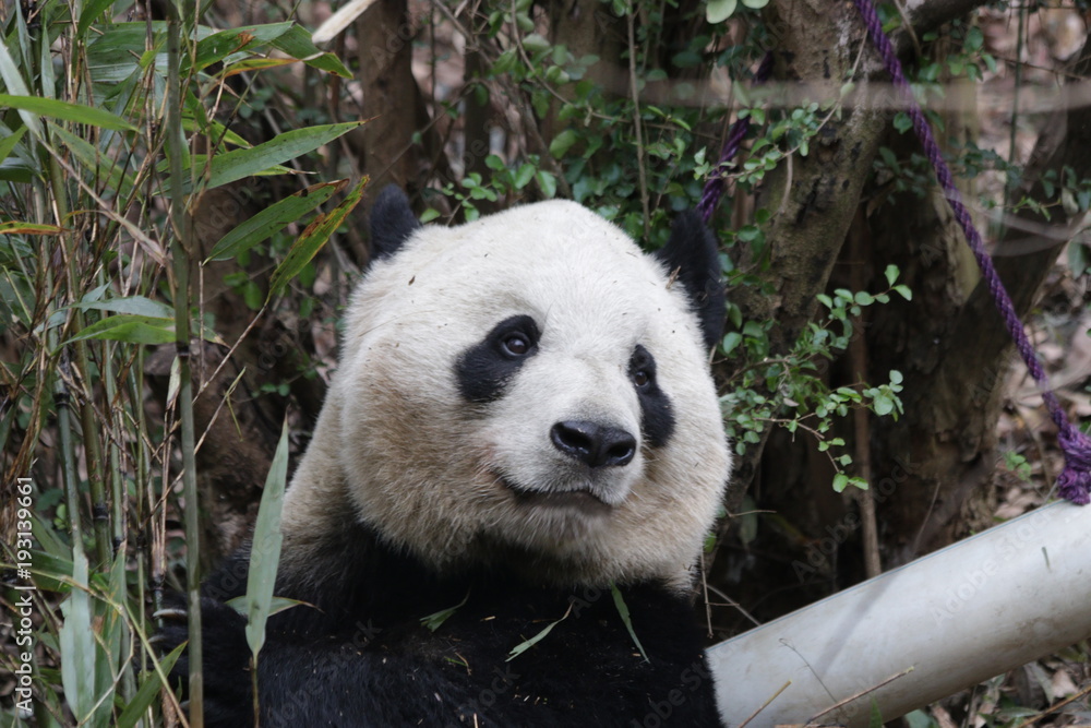 Obraz premium Close up Panda's Face