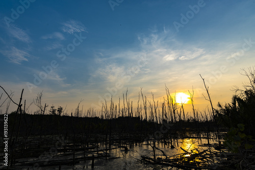 sunset over the mangrove forest  tropical view in Thailand