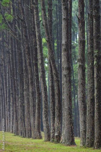 Fototapeta Naklejka Na Ścianę i Meble -  tropical pine forest in Thailand