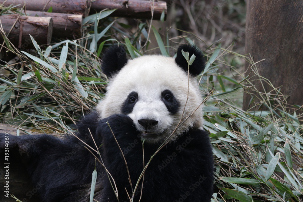 Obraz premium giant panda eating bamboo