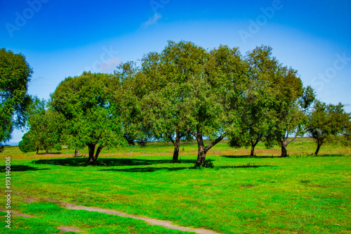 green trees on a green meadow with the bright  blue sky on the background in summer © kapichka