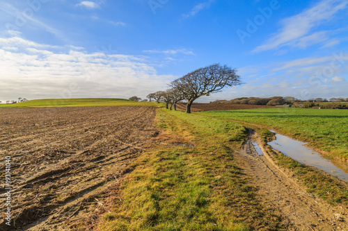 Winter Landscape