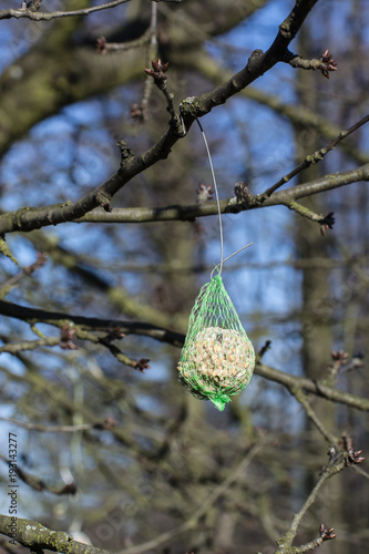 A tortoise ball in a net hanging on a branch of a tree.
