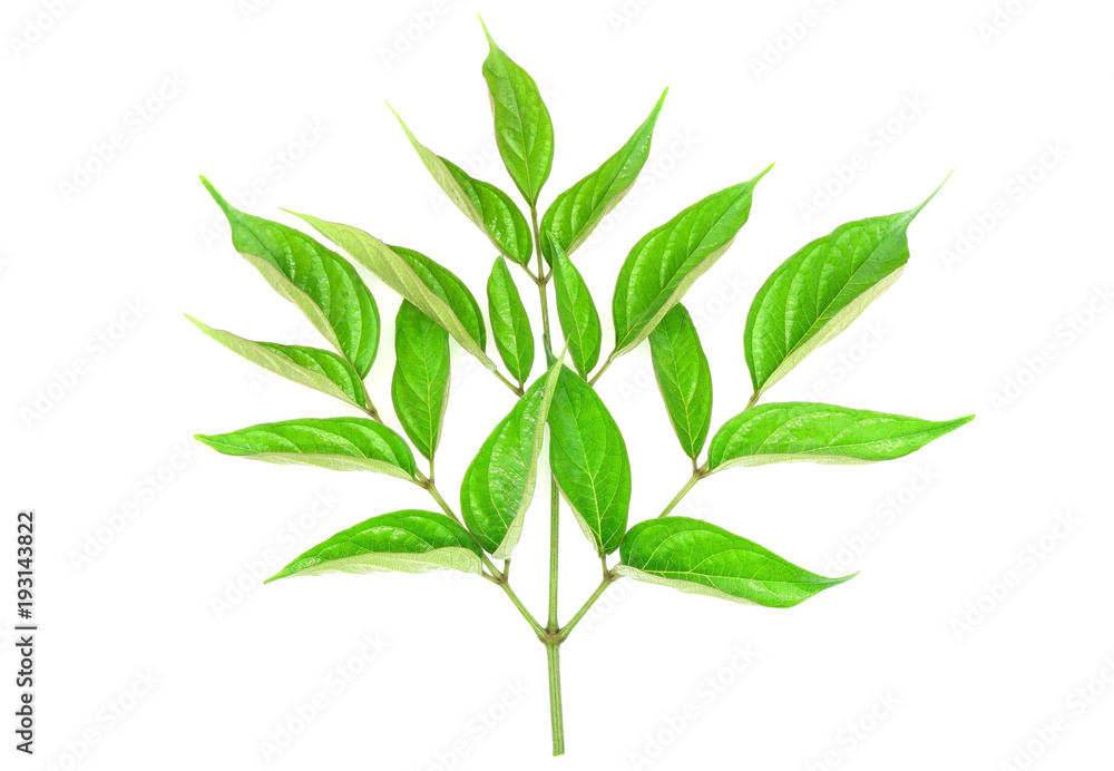 Fototapeta premium Closeup Green leaf with water droplets isolated on white background .
