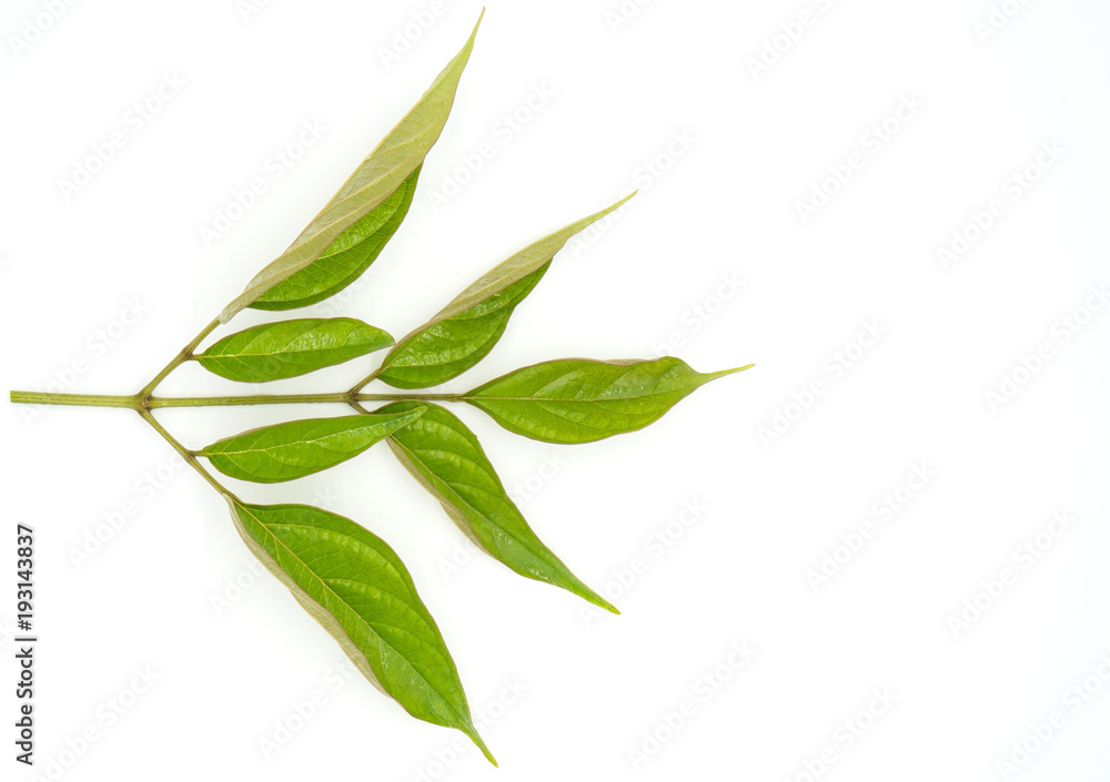 Fototapeta premium Closeup Green leaf with water droplets isolated on white background .