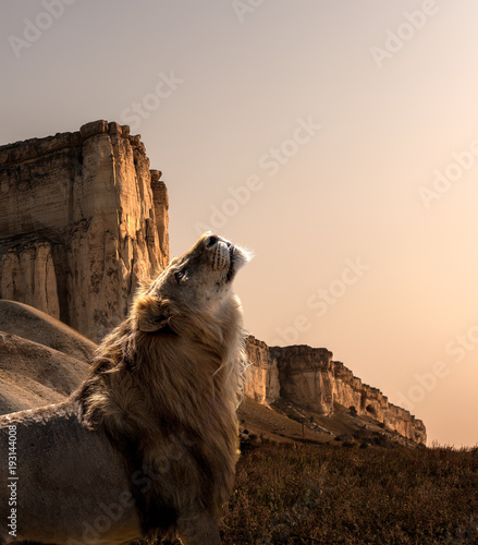 Fototapeta Naklejka Na Ścianę i Meble -  alone lion in savannah