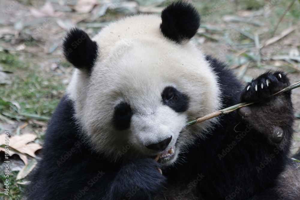 Fototapeta premium Funny Fluffy Panda Eating Bamboo Shoot, Chengdu, China