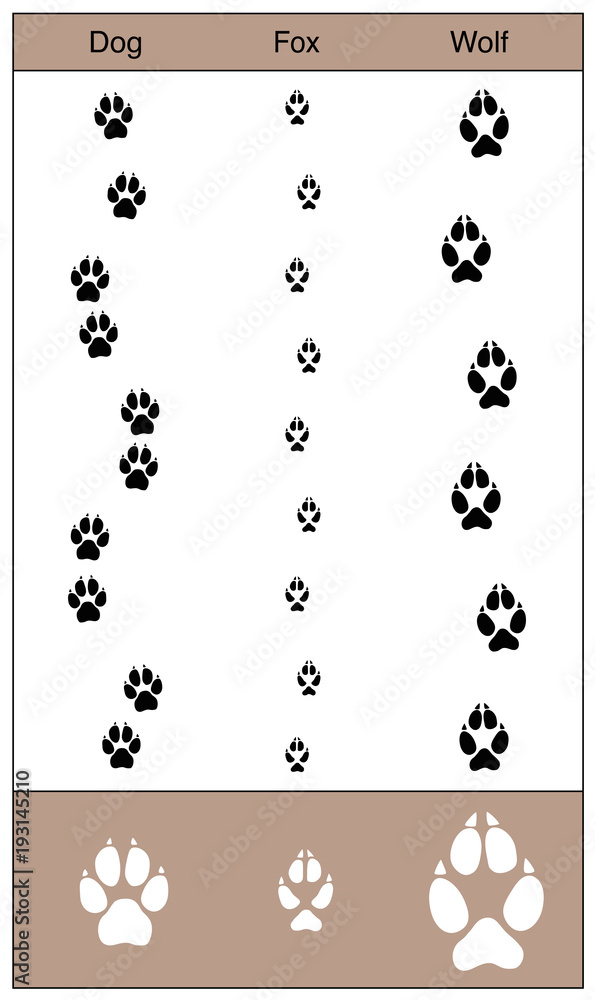 Dog paw prints in the mud stock photo. Image of cracked - 306403080