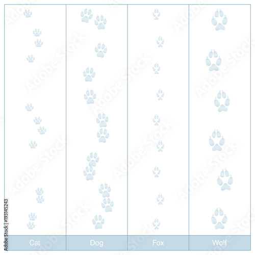 Tracks of dog, cat, fox and wolf. Carnivore paw prints in snow to compare - isolated vector illustration on white background.