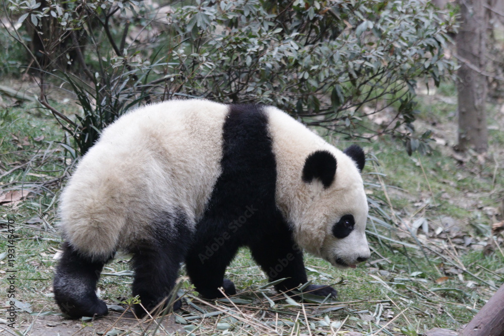 Fototapeta premium Cute Little Panda in Chengdu Panda Base, China