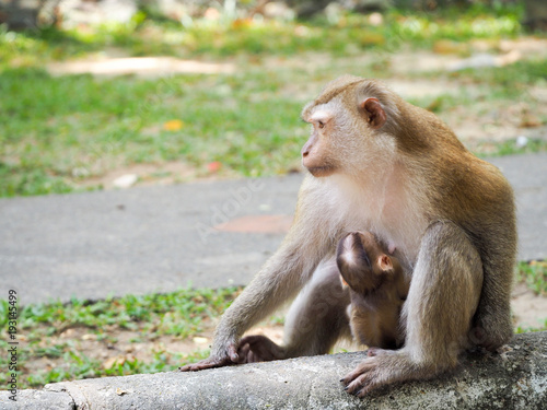 monkey close up © kridtanat