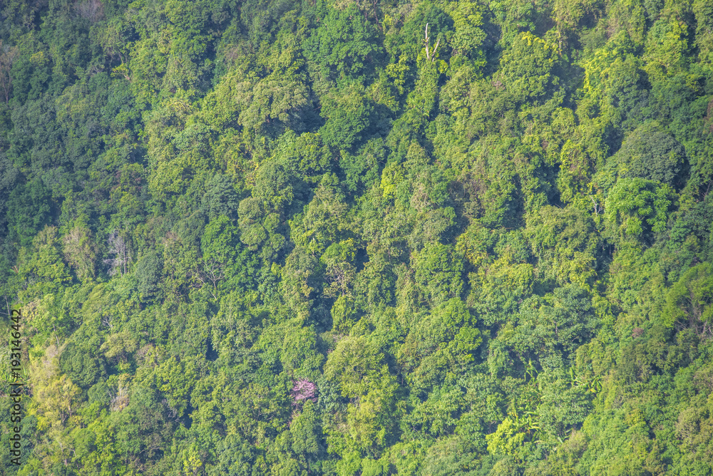 Thailand tropical forest landscape view