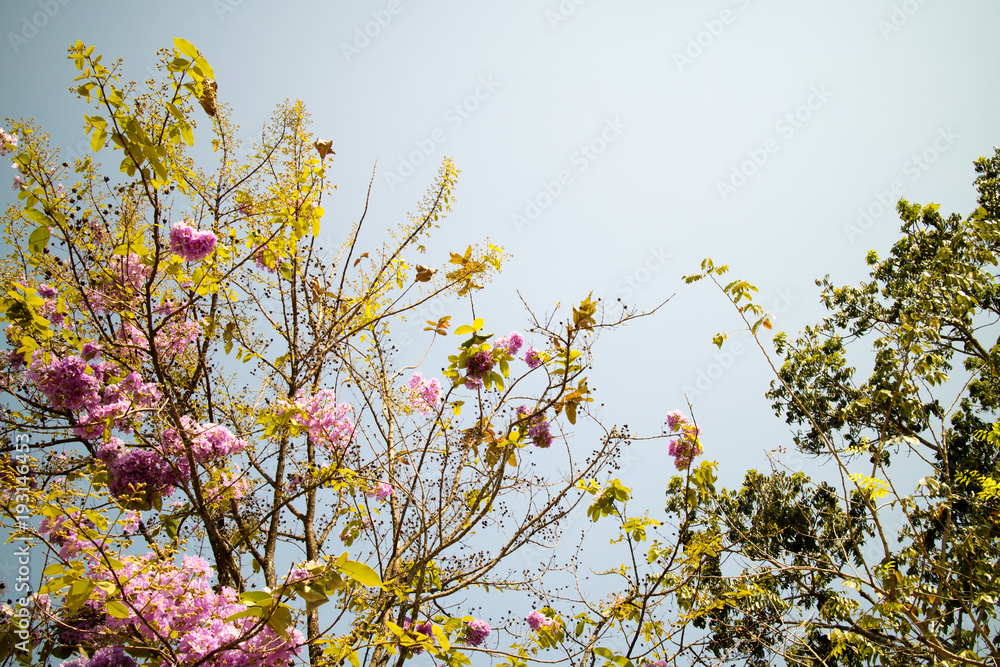 Obraz premium Flower Lagerstroemia floribunda Jackr beautiful purple background.