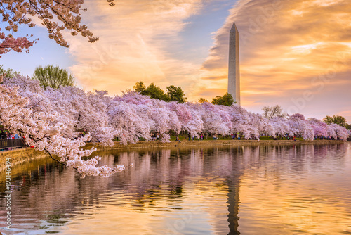 Obraz na plátne Washington DC in Spring