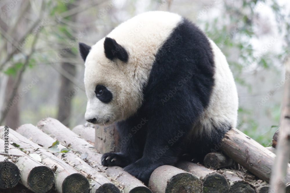 Fototapeta premium Cute Fluffy Panda Cub in China
