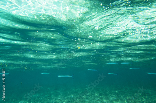 Quadro em tela Pisces sargan in the water column from under the water