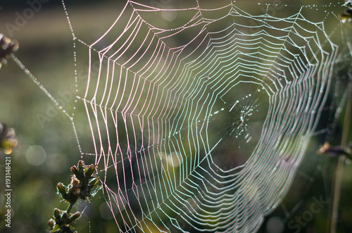 Spider web with droplets of dew.
