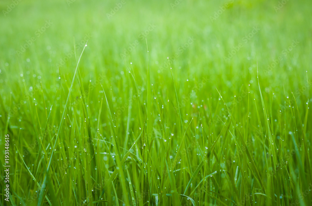 Green grass with dew drops.