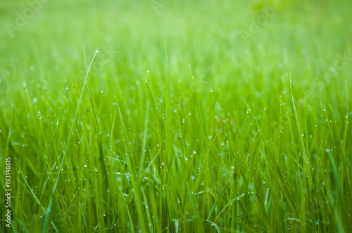 Green grass with dew drops.